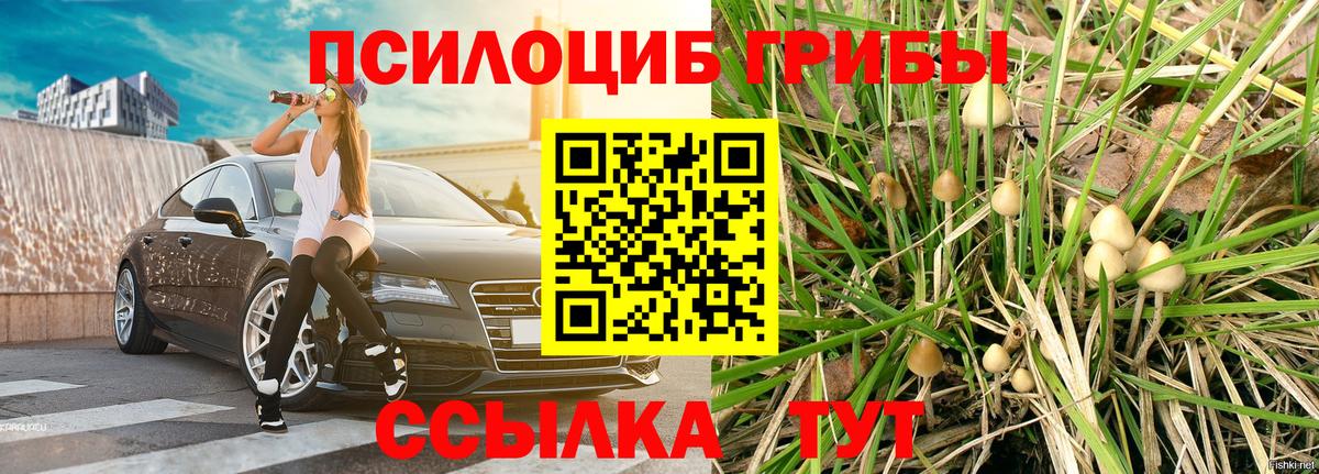 Галлюциногенные грибы Psilocybine cubensis  Вход с VPN  Кимовск 